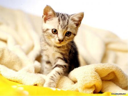 regarde c'est petit chat